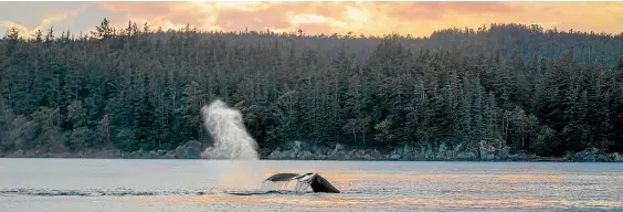  ??  ?? We saw dozens of humpback whales during our seven days at sea.