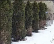  ?? LEE REICH VIA AP ?? This undated photo shows winter burn of arborvitae leaves in New Paltz, N.Y. A few measures can be taken to lessen the chance of the leaves of your evergreen browning in winter.
