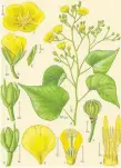  ?? DEPARTMENT OF BOTANY/ SMITHSONIA­N ?? Alice Tangerini’s illustrati­on of Mozambique’s Eriolaena rulkensii contains extraordin­ary detail.