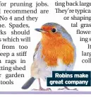  ??  ?? Robins make great company