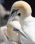  ??  ?? Gannets on the Saltee Islands.