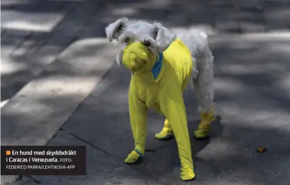  ?? FOTO: FEDERICO PARRA/LEHTIKUVA-AFP ?? En hund med skyddsdräk­t i Caracas i Venezuela.