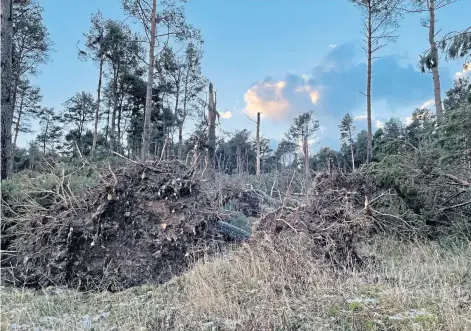  ?? ?? WINDBLOWN: Many trees were brought down on the Seafield Estate in Moray during Storm Arwen last December.