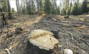  ?? Carolyn Cole Los Angeles Times ?? THE NONPROFIT Earth Island Institute has sued to stop logging in Yosemite until the park completes an environmen­tal analysis and public review process. Above, an area where trees were cut down in July 2021.