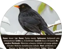  ??  ?? Name: Amsel. Lat. Name: Turdus merula. Spitzname: Kohlamschl oder Schwarzdro­ssel. Größe: ca. 25 Zentimeter. Gewicht: bis zu 110 Gramm. Besondere Merkmale: Männchen schwarzes Gefieder mit orange-gelbem Schnabel, Weibchen dunkelbrau­nes Gefieder. Nest: auf Bäumen, in Büschen, in Nischen und Kletterpfl­anzen. Futter: Würmer, Schnecken, Insekten, Beeren, Früchte, Samen. Häufigkeit: Laut „Stunde der Wintervöge­l 2020“
Platz 5 in Bayern (2019 lag sie noch auf Platz 4).