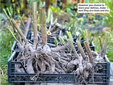  ??  ?? However you choose to store your dahlias, make sure they are clean and dry