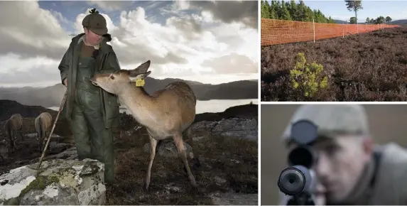  ??  ?? Clockwise from top left: Colin Murdoch feeds deer in winter at Reraig Forest; deer fences are marked with anti-collision tape for woodland grouse; roe, sika and fallow deer are also stalked in Scotland; the number of antler branches increase with a stag's age; it is hoped that woodland will cover 21 per cent of Scotland by 2032.