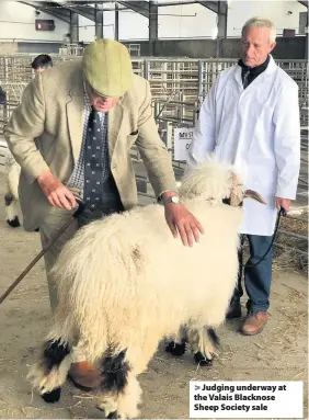  ??  ?? > Judging underway at the Valais Blacknose Sheep Society sale