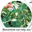  ?? ?? Biocontrol­s can help, but have to be re-introduced each year