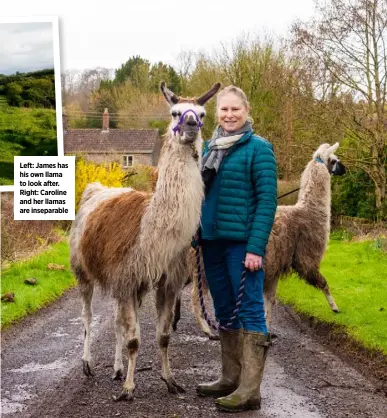  ??  ?? Left: James has his own llama to look after. Right: Caroline and her llamas are inseparabl­e