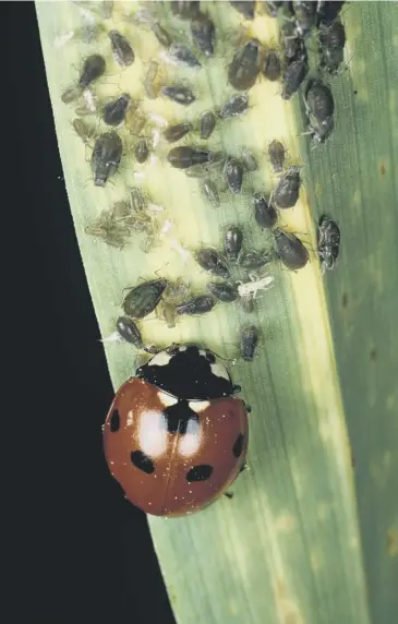  ??  ?? A ladybird eating aphids, main; a rose chafer beetle, above left; a devil's coach horse beetle, right