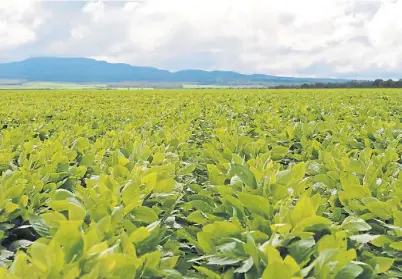  ??  ?? Soja. La maleza se encontró en un cultivo de soja no OGM en el que se hacía controles repetidos con herbicidas FOP y DIM.