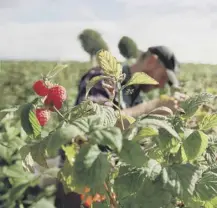  ??  ?? 0 Fruit picking squads used to be collected from estates