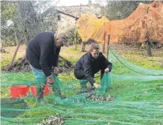  ??  ?? Vor der Ernte werden Netze unter die Bäume gespannt, die die Oliven auffangen.
