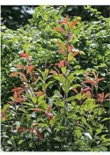  ??  ?? Evergreen photinia sends up red shoots in spring and after pruning