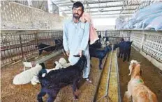  ?? Ahmed Kutty/Gulf News ?? Livestock traders Nadir Khan (left) and Gul Nawab Khan at the Abu Dhabi Livestock Market in Mina Zayed.