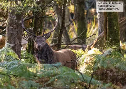  ?? ?? Red deer in Killarney National Park. Photo: Alamy/PA.