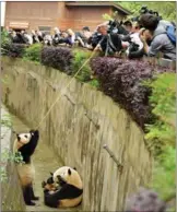  ?? LIU ZHONGJUN / CHINA NEWS SERVICE ?? Danish Region Primeon Monday. Minister Lars Loekke Rasmussen feeds pandas apple on Tuesday during his visit to Chengdu, Sichuan province.