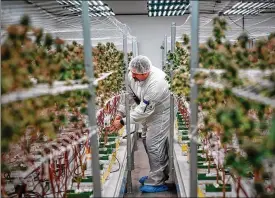  ??  ?? Christophe­r Brooks, lead cultivatio­n specialist atVertical Companies, a large cannabis producerwi­th headquarte­rs inAgoura Hills, checks cannabis growth inNeedles inside one of their greenhouse­s.