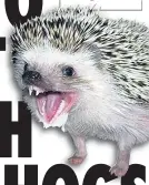  ??  ?? SICK PLAN: How rabid hedgehog might look