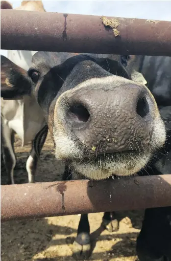  ?? DAPHNE BRAMHAM/FILES ?? Hundreds of visitors came to Kootenay Meadows Farm late last month for Spring Turn Out Day, a yearly event that sees the farm’s cattle graze for the first time after a long winter in the barn.