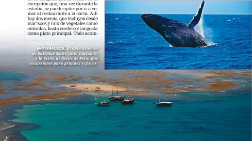  ??  ?? NATURALEZA. El avistamien­to de ballenas (entre julio y octubre) y la visita al Recife de Fora, dos excursione­s para grandes y chicos.