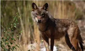  ?? Photograph: Pierre-Philippe Marcou/AFP/Getty ?? An Iberian wolf (Canis lupus signatus), a sub-species of the grey wolf, in the Sierra de la Culebra, Spain. There are now 17,000 grey wolves across continenta­l Europe.