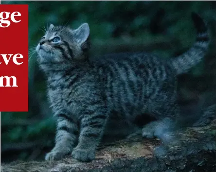  ??  ?? One of the two wildcat kittens born at Edinburgh Zoo. Staff at RZSS say the kittens, a boy and a girl, will be named in the coming weeks