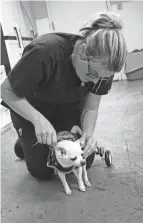  ?? ?? Trudy, a 5-year-old white chihuahua, is helped into her wheelchair so she can get some exercise. Trudy was found in Dawson Springs after the tornado and has a spinal cord injury which is paralyzing her back legs. The shelter is not sure if the spinal cord damage was before the storm or from the storm.