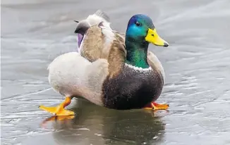  ?? CHRISTINE FITZGERALD PHOTO ?? A male Mallard attempts to land on the frozen Mud Lake and finds a chilly reception