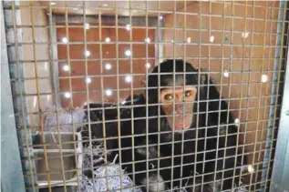  ??  ?? ERBIL, Iraq: File photo shows four-year-old chimpanzee Manno, rescued from a zoo in Duhok after being trafficked from Syria, playing in his transport crate at Erbil Internatio­nal airport before his flight to Sweetwater­s Chimpanzee Sanctuary in Kenya....