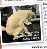  ??  ?? He was very poorly when he was taken
to the RSPCA