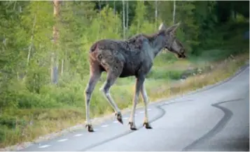  ?? FOTO: MOSTPHOTOS ?? KUNG. Älgar är stora djur och att köra på en innebär ofta stora skador på såväl bil som djur, och människa.