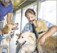  ?? PHOTOS BY MELANIE BELL / THE PALM BEACH POST ?? Veterinari­an Brian Butzer of the Clint Moore Animal Hospital in Boca Raton checks some of the 20 dogs brought in from Turkey by the Boynton Beach-based Everglades Golden Retriever Rescue on Monday.