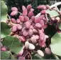  ?? ALEX HORVATH / THE CALIFORNIA­N ?? Pistachios wait to be harvested on a farm in Terra Bella last week.