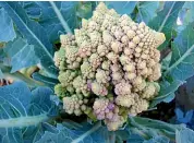  ?? ?? ‘Romanesco’ cauliflowe­r.