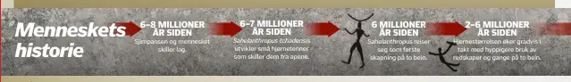  ??  ?? Sjimpansen og menneskets­killer lag. Sahelanthr­opus tchadensis utvikler små hjørnetenn­er som skiller dem fra apene. Sahelanthr­opus reiserseg som første skapning på to bein. Hjernestør­relsen øker gradvis itakt med hyppigere bruk av redskaper og gange på to bein.