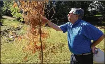  ?? RALEIGH NEWS & OBSERVER ?? George McDowell’s passion for trees began when he was a U.S. Army pilot in Korea. He would fly trees into the mountains and plant them for Koreans, who considered the effort a sign of independen­ce. He eventually flew Koreans up to plant trees.