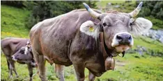  ?? Foto: Gian Ehrenzelle­r, dpa ?? Manche Schweizer Kühe sind größer als 1,60 Meter und bringen über 800 Kilogramm auf die Waage.