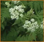  ??  ?? Nature’s bounty: Jack by the hedge, left, and sweet cicely are great ingredient­s