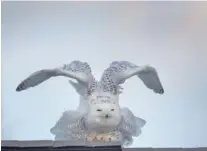  ?? PHOTOS CONTRIBUTE­D BY KATHLEEN GREESON ?? A snowy owl spotted in Chattanoog­a stretches on a roof in the Highway 58 area of Chattanoog­a on Monday. It’s the first documented snowy owl in Hamilton County.