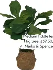  ??  ?? Medium fiddle leaf fig tree, £39.50, Marks &amp; Spencer