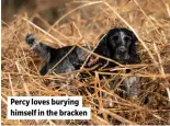  ?? ?? Percy loves burying himself in the bracken