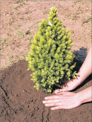  ?? STOCK PHOTO ?? The Junior Forest Wardens’ annual tree sale is happening until Saturday from 9 a.m.-3 p.m. at C.D.’S Trees at 406 Marine Dr. in Logy Bay.