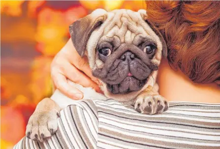  ?? ISTOCK ?? Las mascotas se han convertido en algo más que animales de compañía, ahora son considerad­as como un miembro más de la familia.