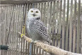  ?? ?? “Annabelle” spent 93 days at the Wisconsin Humane Society in Milwaukee being rehabilita­ted and prepared to survive in the wild again.