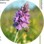  ??  ?? Southern marsh orchids are also called meadow rockets for the speed the blooms appear.
