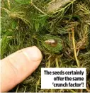  ?? ?? The seeds certainly offer the same 'crunch factor'!