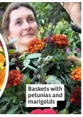  ??  ?? Baskets with petunias and marigolds