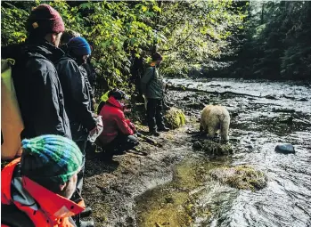  ??  ?? Canada C3 participan­ts observe a “spirit bear” up close at Gribbell Island on B.C.’s central coast.